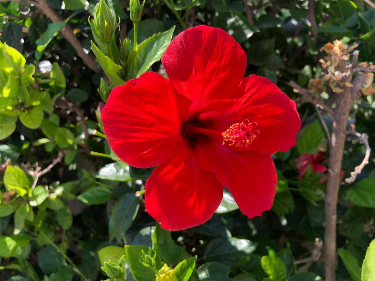 Red Hibiscus Stegna Guest House Archangelos  Bagian luar foto