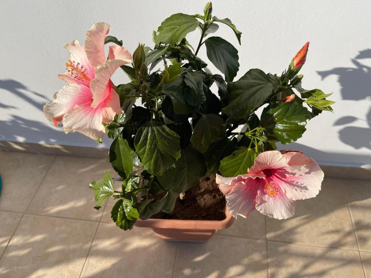 Red Hibiscus Stegna Guest House Archangelos  Bagian luar foto