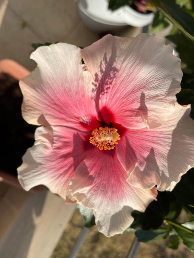Red Hibiscus Stegna Guest House Archangelos  Bagian luar foto