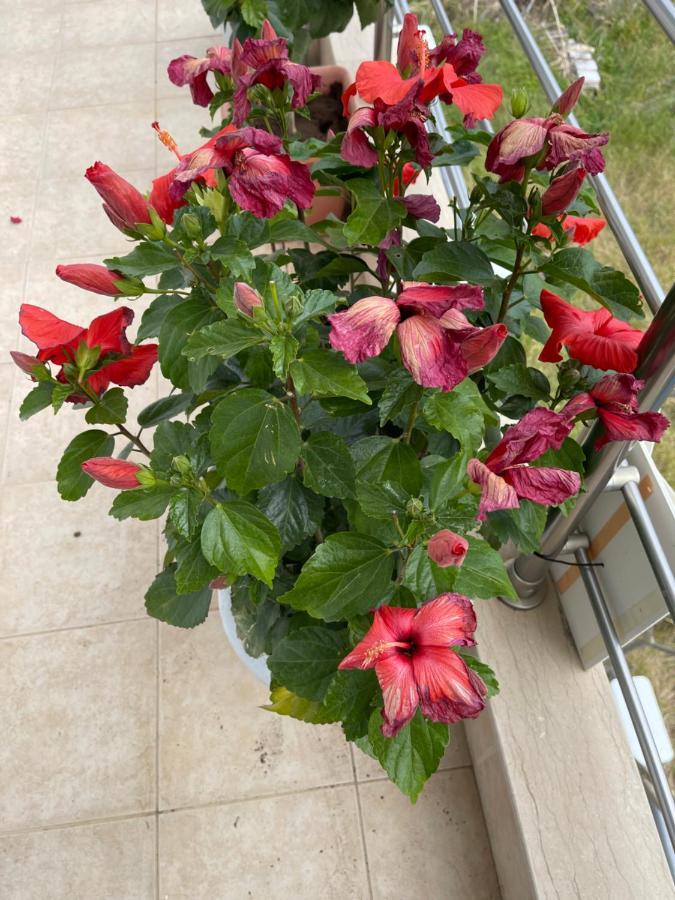 Red Hibiscus Stegna Guest House Archangelos  Bagian luar foto