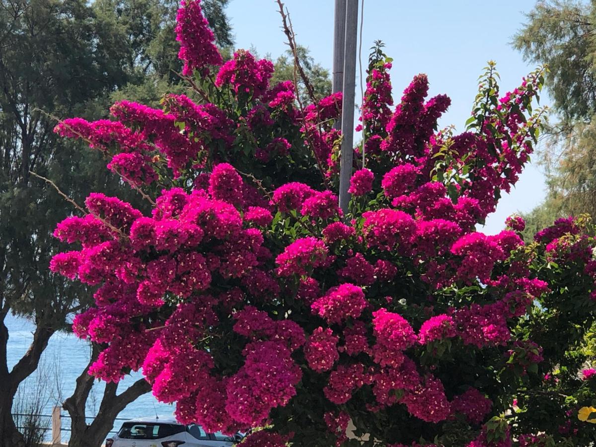 Red Hibiscus Stegna Guest House Archangelos  Bagian luar foto