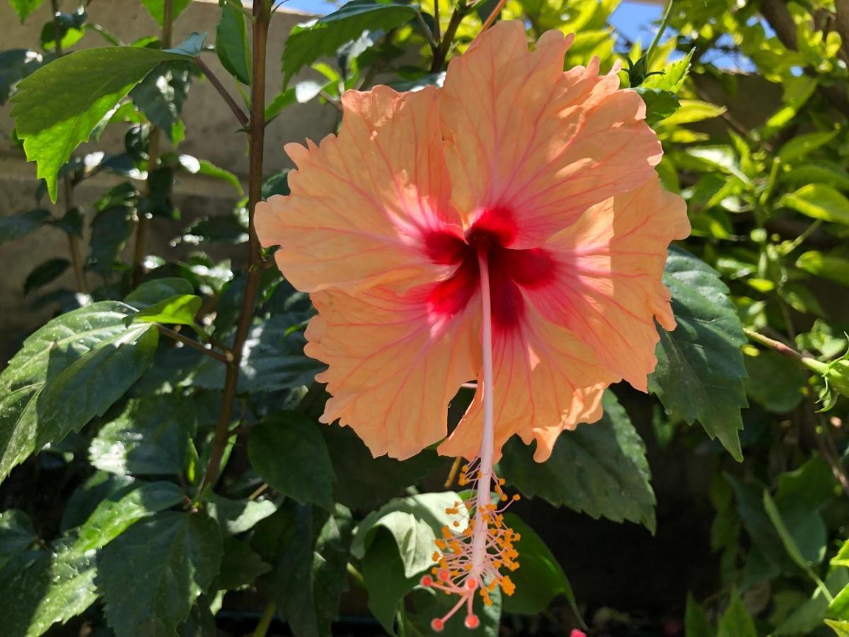 Red Hibiscus Stegna Guest House Archangelos  Bagian luar foto