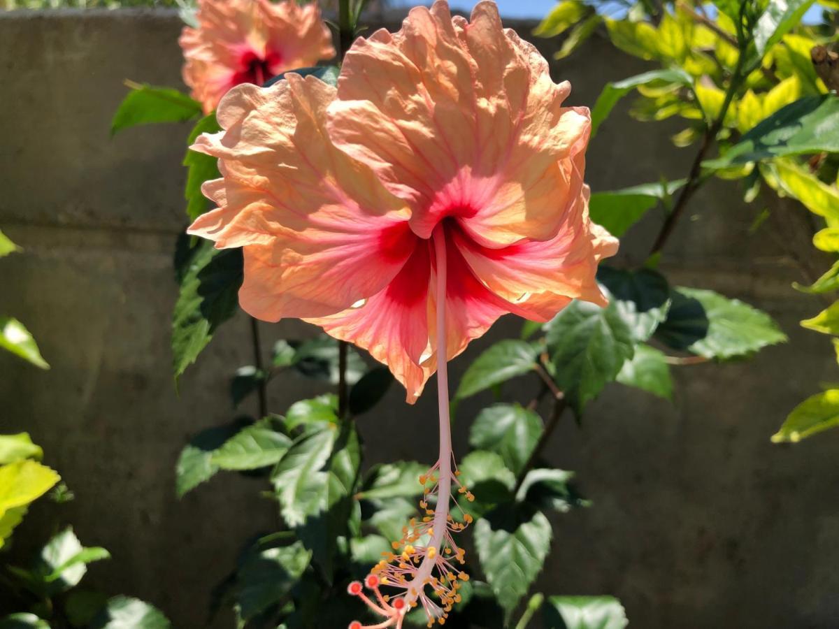 Red Hibiscus Stegna Guest House Archangelos  Bagian luar foto